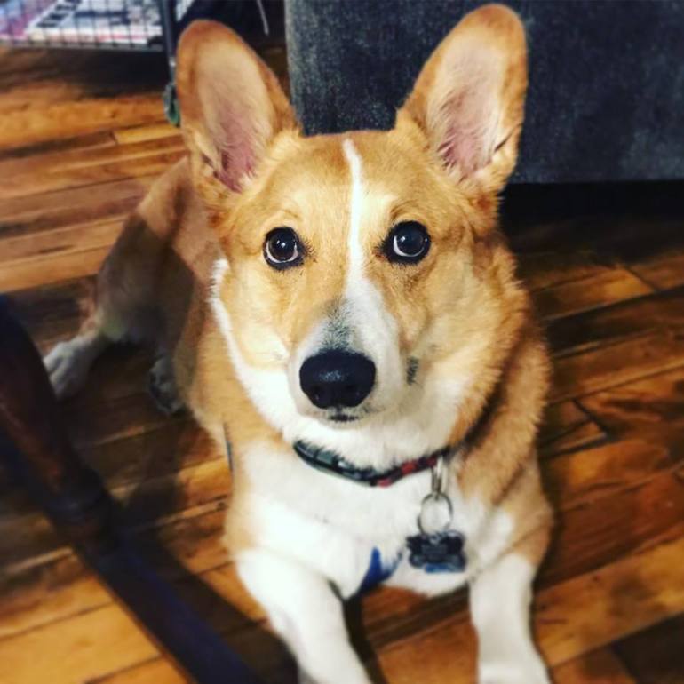 Badger Being Adorable