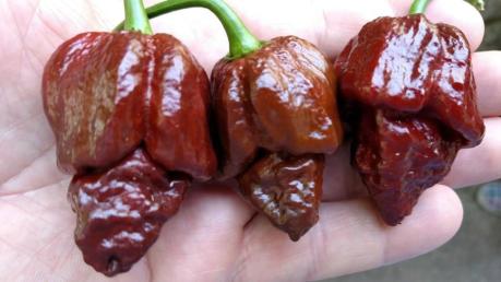 brazilian-ghost-brown-1_1024x1024