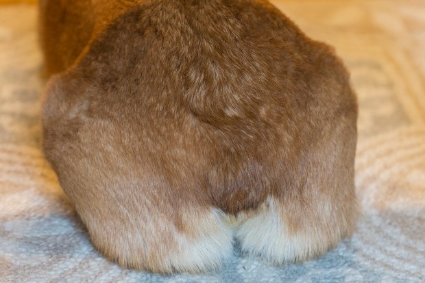 Badger Butt